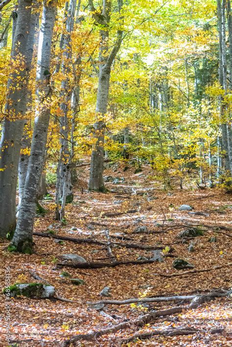 Serbia/Paths .
